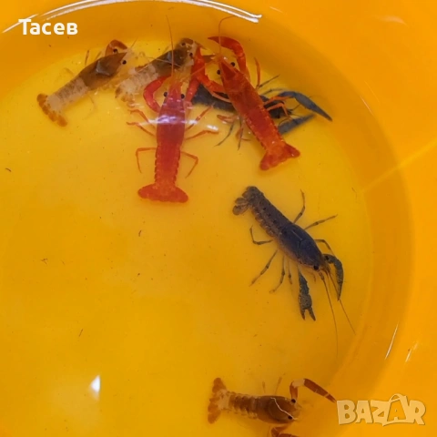 Декоративни раци 5-7см