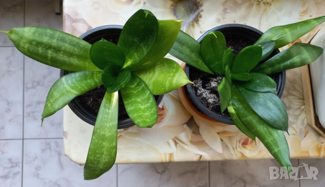 Цветя Сансевиера Хани, снимка 2 - Стайни растения - 52071194