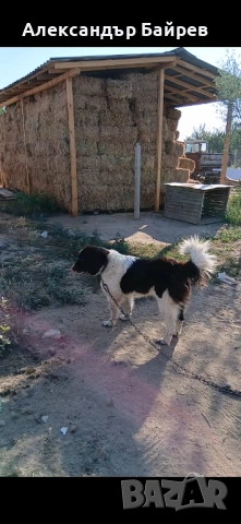 Каракачански кучета , снимка 15 - Каракачанска овчарка - 54327853