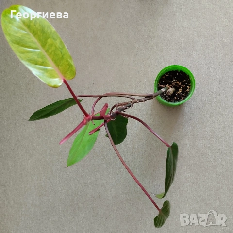 филодендрон painted lady, снимка 2 - Стайни растения - 54571961