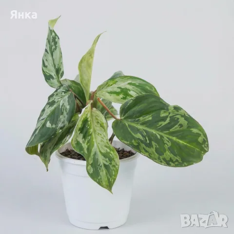 Philodendron Gloriosum Snow Leopard