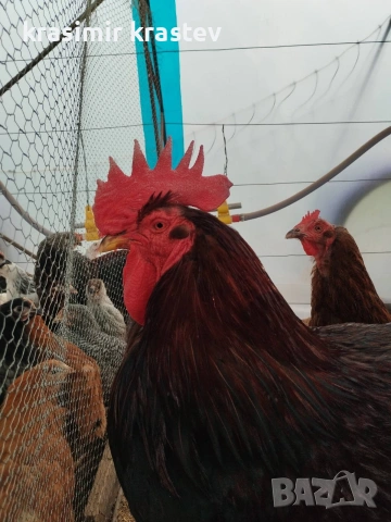 Катунски Кокошки и петли, снимка 2 - други­ - 53989395