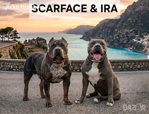 Американско були ХЛ /American bully XL