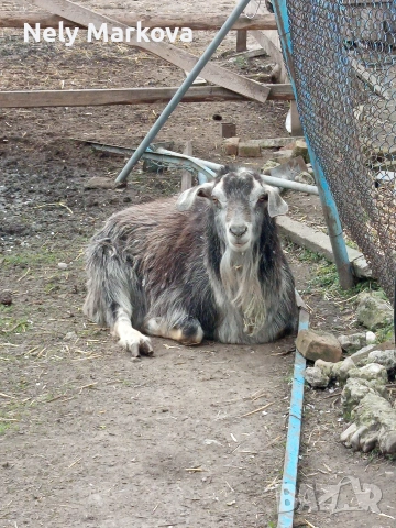 Скопен пърч и кози, снимка 2 - Кози - 54043599