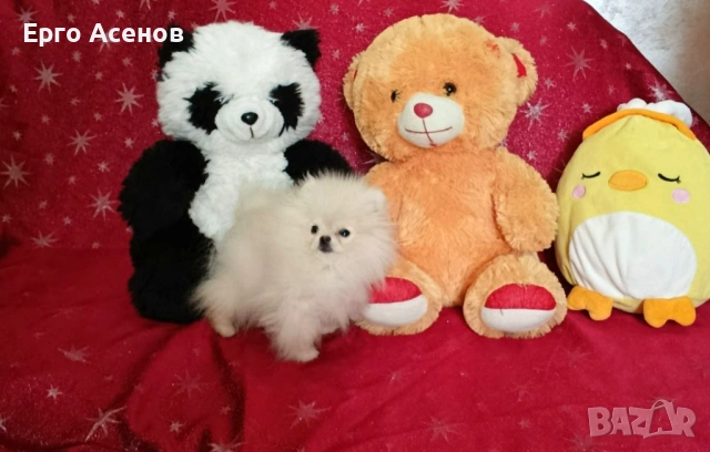 Чистокръвно мини Померанче!, снимка 4 - Померан - 54251251