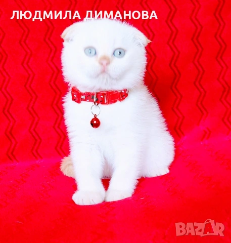 Шотландски мъжки със сини очи. , снимка 7 - Британска късокосместа - 54465113