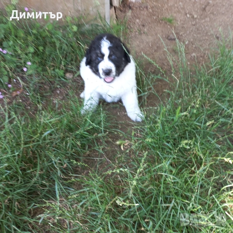 мъжко кутре