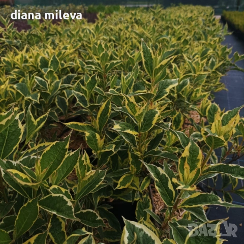 Вейгела флорида Вариегата, Weigela florida Variegata , снимка 5 - Градински цветя и растения - 38141135