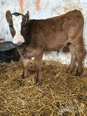 Продавам 6 Телета