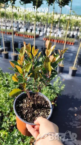  Фотиния Литъл Ред Робин, Photinia fr. Little Red Robin, снимка 8 - Градински цветя и растения - 43806136