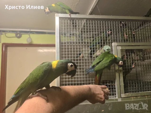 Парот Център Бургас продава напълно кротки жълтоврати ари , снимка 2 - Папагали - 55379018
