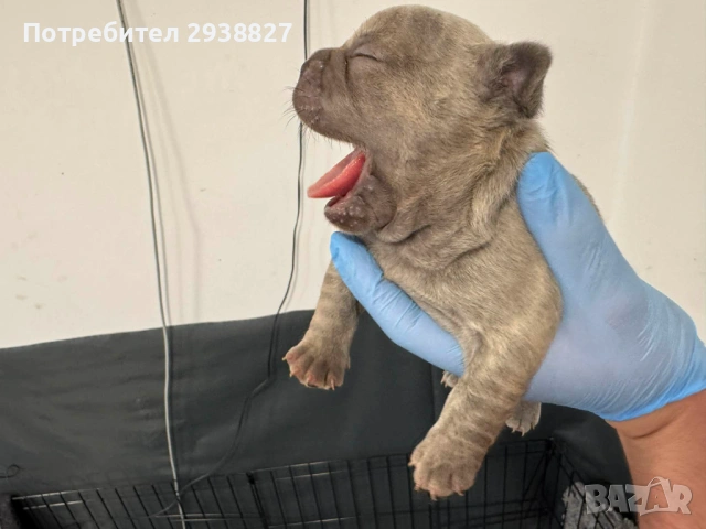 Сини френски булдочета търсят своите нови семейства