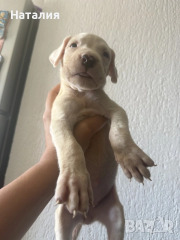 Бебенца Дого Аржентино , снимка 4 - Дого аржентино - 55656266