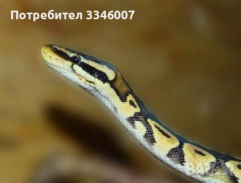 Хотел за екзотични животни, снимка 2 - Змии - 54117225