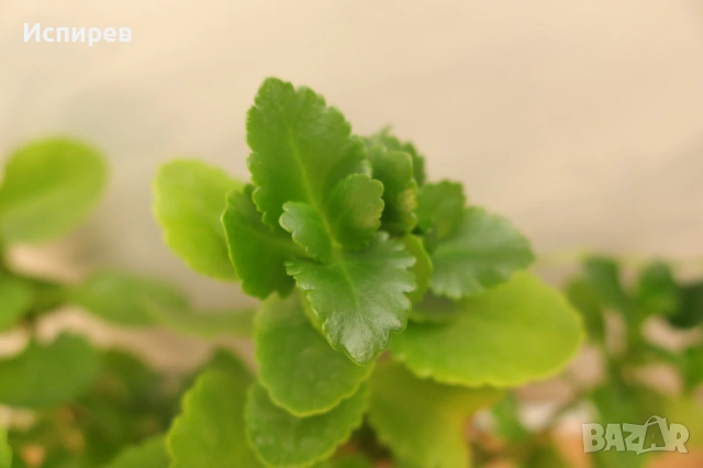 Каланхое, Kalanchoe sp., форма с бели цветове, снимка 5 - Стайни растения - 54918783