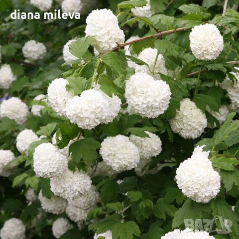 Калина, Картоп, Viburnum opulus ‘Roseum’, снимка 3 - Градински цветя и растения - 54754707