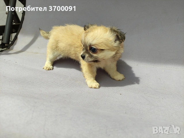 чихуахуа , снимка 6 - Чихуахуа - 54589553