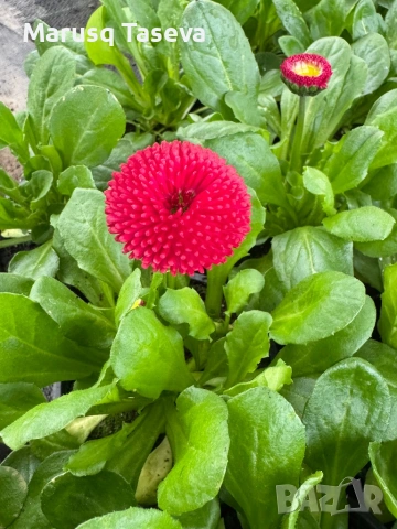 Кичест белис/паричка , снимка 5 - Градински цветя и растения - 54119476