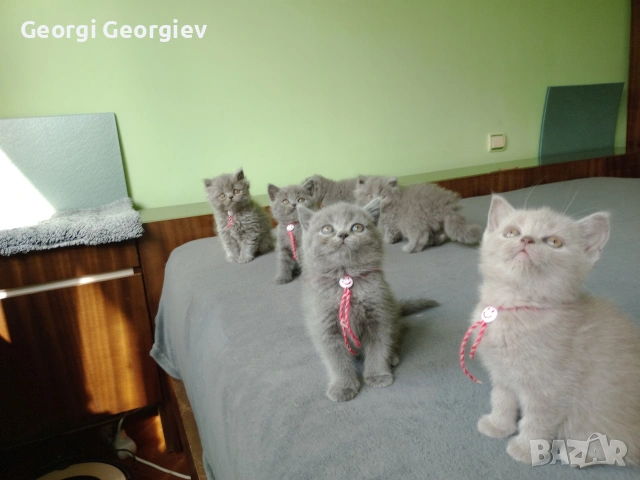 Британчета котета