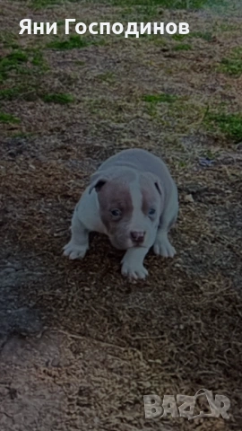 American bully , снимка 3 - Американски стафордширски териер - 54038944