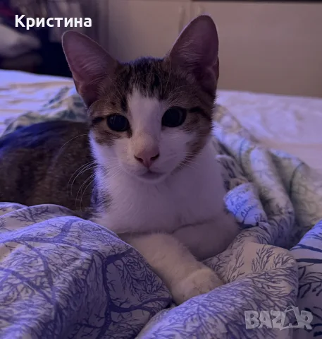 Котенце си търси дом