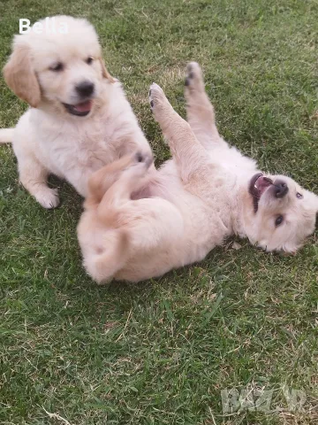 Golden retriever /puppies , снимка 5 - Голдън ретривър - 55483387