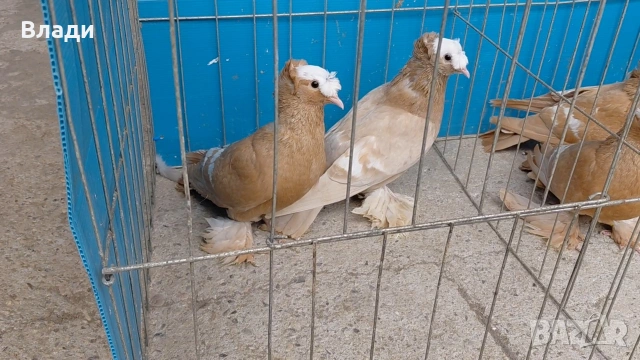 Саксонски свещеници