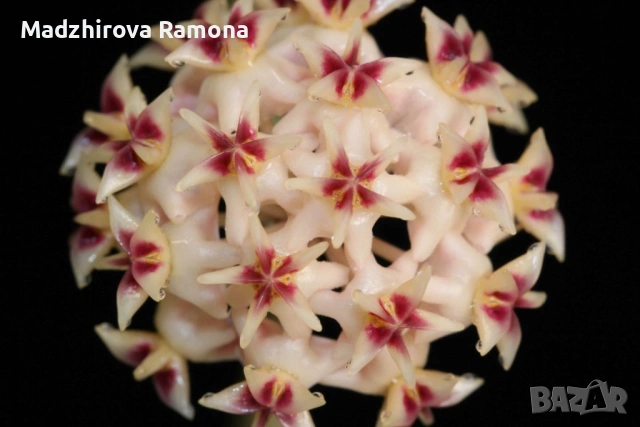 Хоя. Hoya Rintzii Borneo 