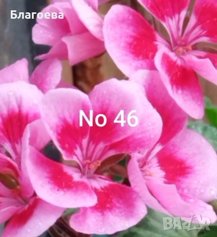 Комплект вкоренени резници Мушкато 10 бр - 10 цвята , снимка 12 - Стайни растения - 54010380