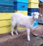 продавам женско яре, снимка 3