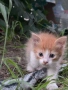 Подарявам котенца, снимка 3
