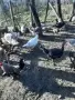 Продавам 10бр.женски пуйки  , снимка 6