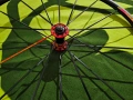 Предна капла Mavic Ksyrium Helium , снимка 1