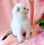Шотландско мъжко Скоттиш Фолд , снимка 5