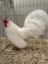 Продавам бял Розкомб, снимка 1
