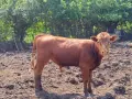 Продавам крави, юници и телета, снимка 16