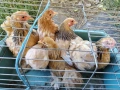 продавам ярки мини кохин, снимка 4