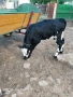 селскостопански животни , снимка 2