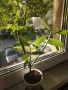 Каучуково растение (Syngonium grantii) , снимка 7