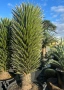 Уникална студоустойчива дървовидна юка Yucca filifera , снимка 5