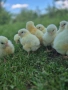 Продавам  пилета , снимка 3