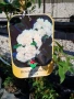 Rosa banksiae Alba(Роза банксия Алба), снимка 3