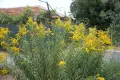 дворно място с много овошки и сграда, снимка 11