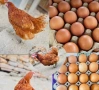 Кокошки носачки, снимка 1