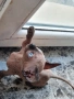 Канадски сфинкс, котенца, снимка 3