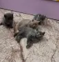 Британски сиви котенца , снимка 1