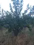 Продавам сливи лично производство , снимка 3