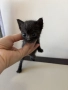 Подарявам котенца, снимка 4