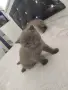 Британски котенца, снимка 10