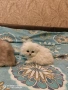 Шотландски котки , сребърна чинчила, колорпойнт, дългокосместо шотландско коте , снимка 6